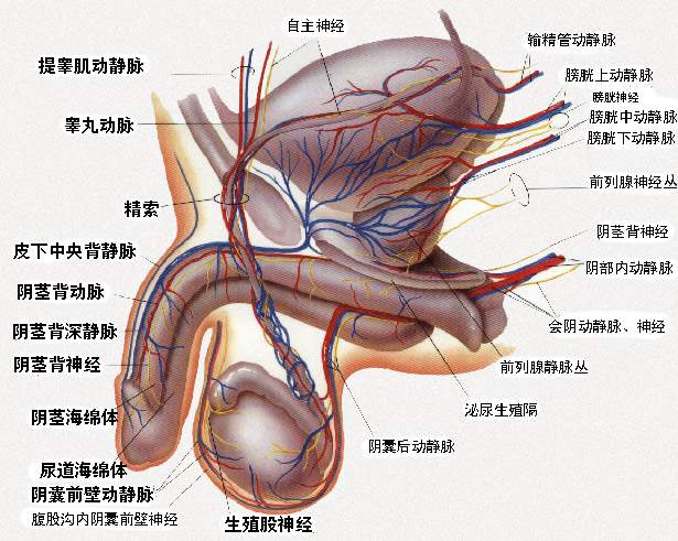 男性生殖泌尿系统解剖图